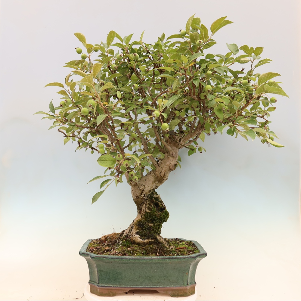 Bonsai im Freien - Malus halliana - Kleinfruchtiger Apfelbaum