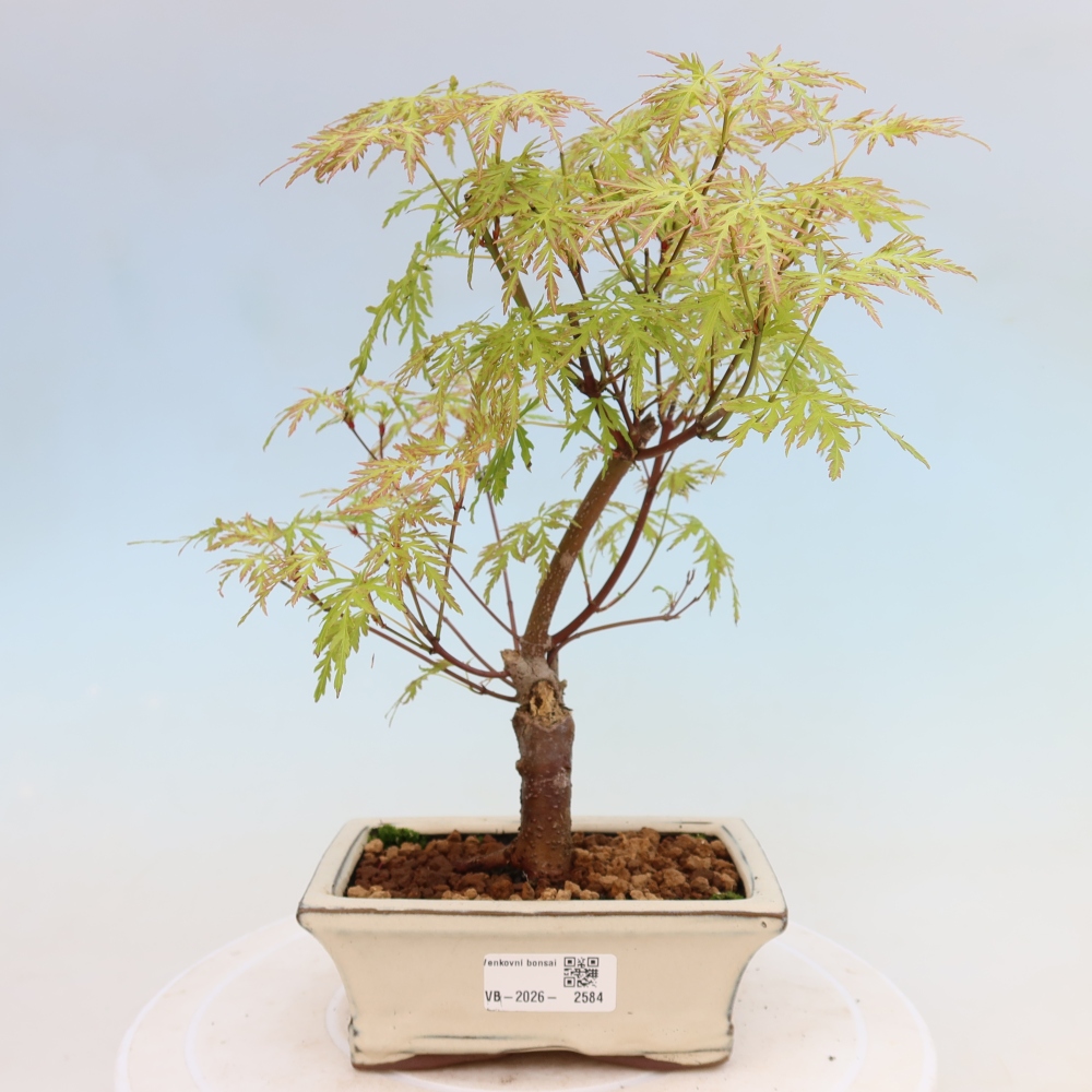 Bonsai für draußen - Acer palmatum Dissectum