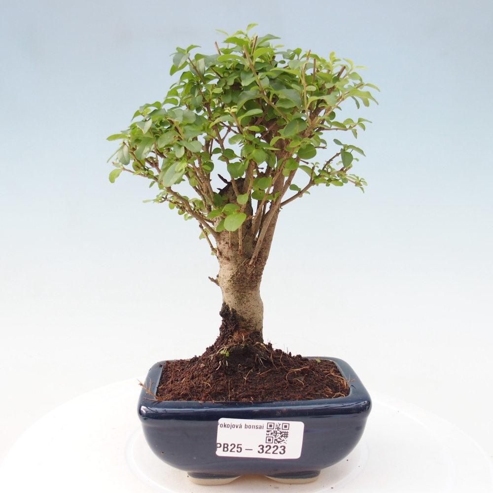 Zimmer Bonsai -Ligustrum chinensis - Vogelschnabel