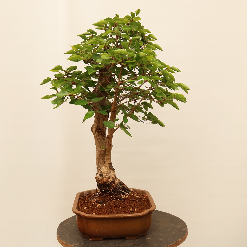 Bonsai im Freien - Carpinus Coreana - Koreanische Hainbuche