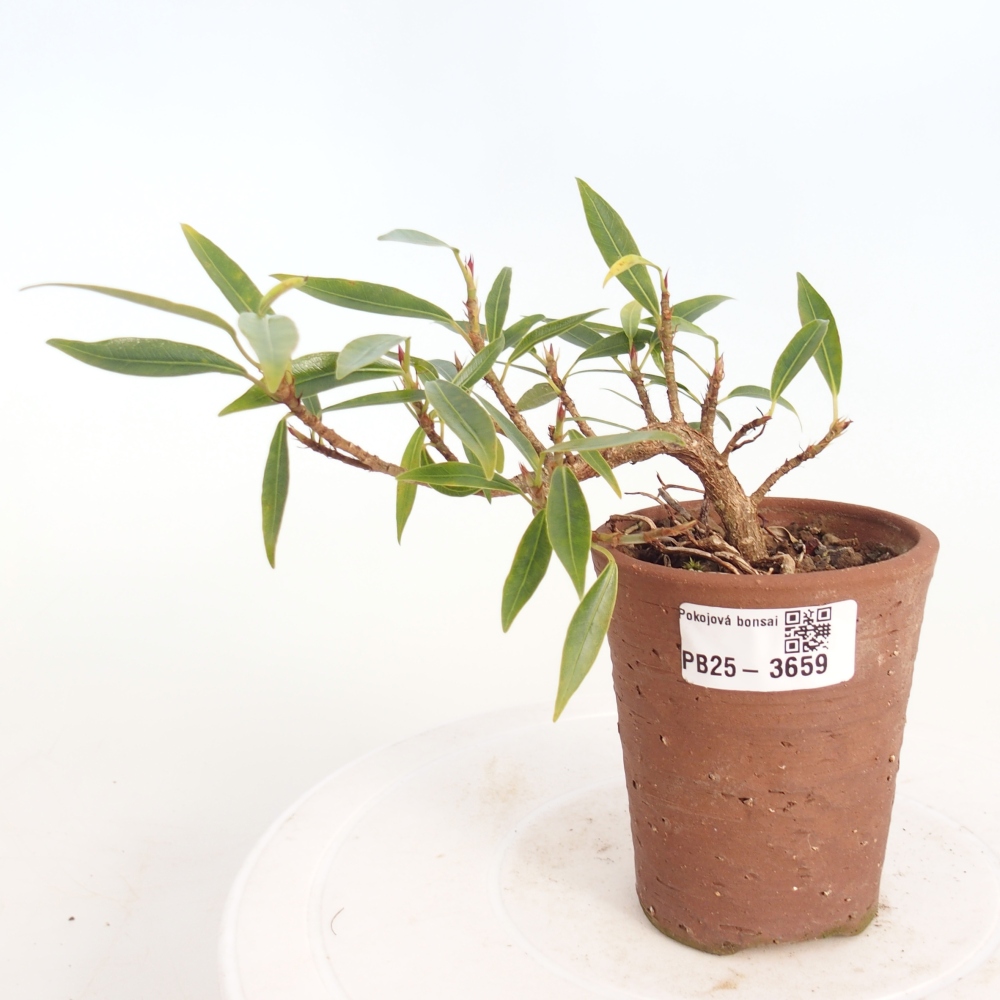 Zimmerbonsai - Ficus nerifolia - Kleinblättriger Ficus