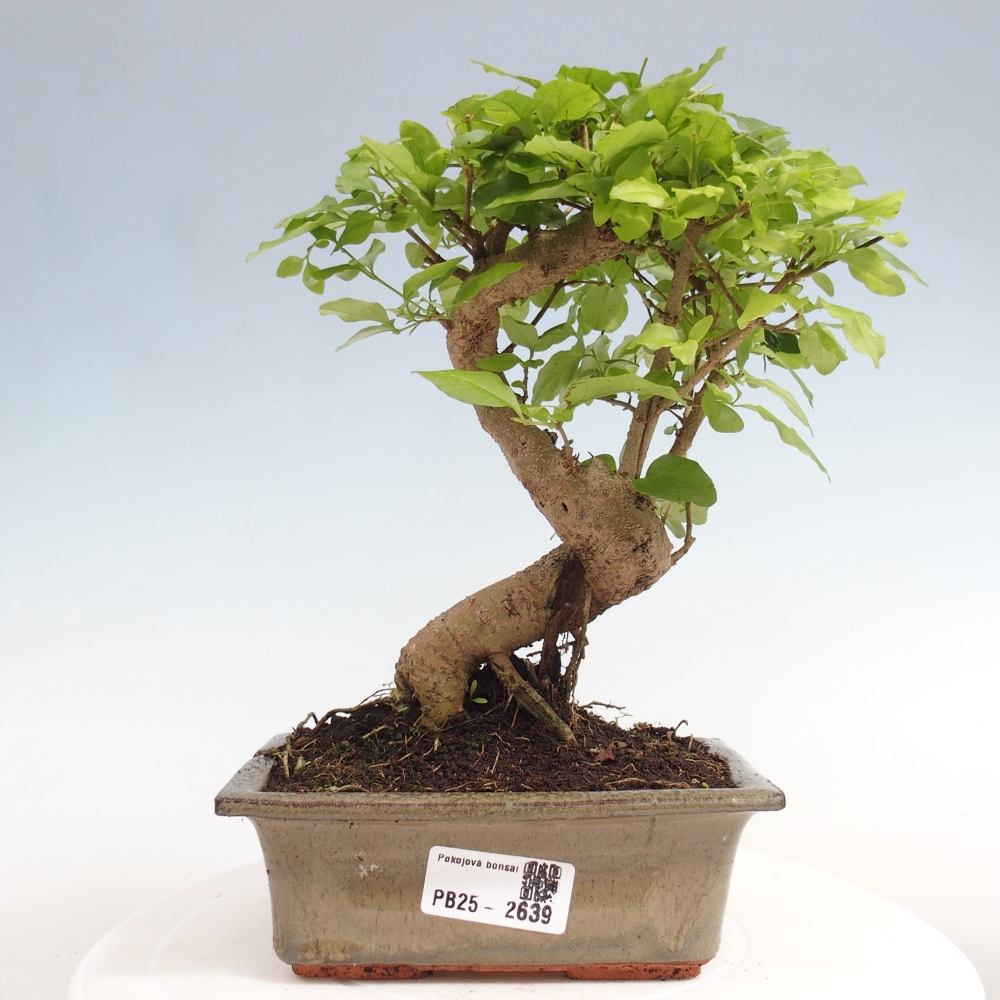 Zimmerbonsai - Ligustrum chinensis - Vogelperspektive