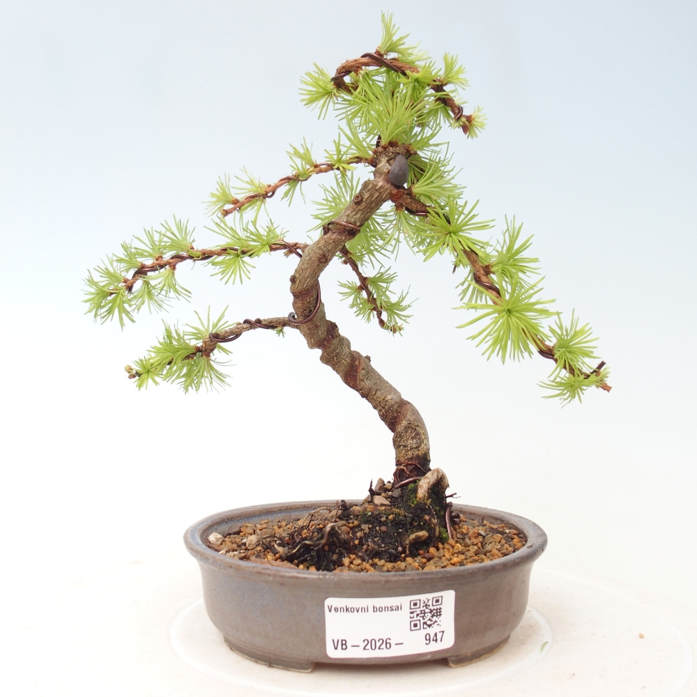 Bonsai für draußen - Larix Kaempferi - Japanische Lärche