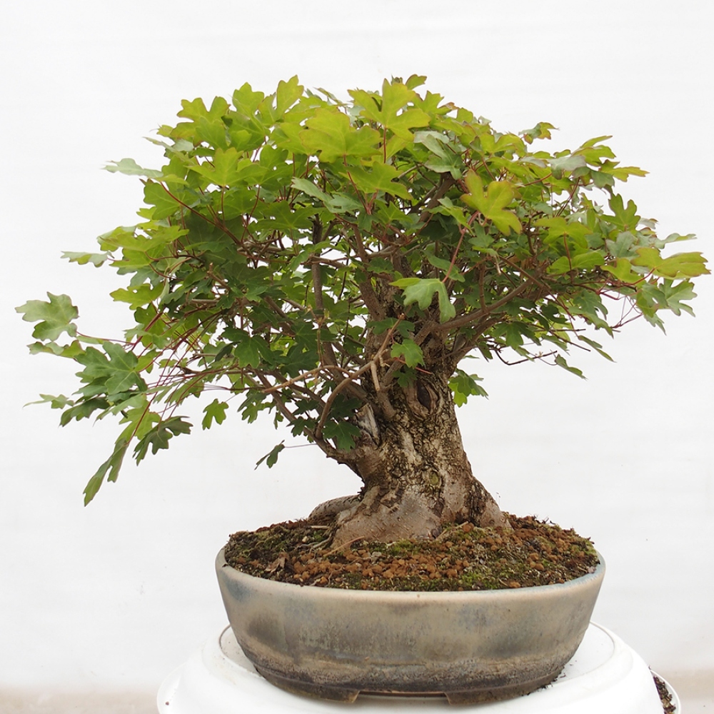 Bonsai im Freien - Baby-Ahorn - Acer campestre