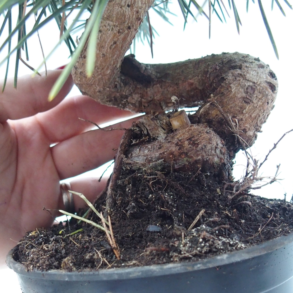 Bonsai für draußen - Pinus thunbergii senjyumaru - Thunberg-Kiefer
