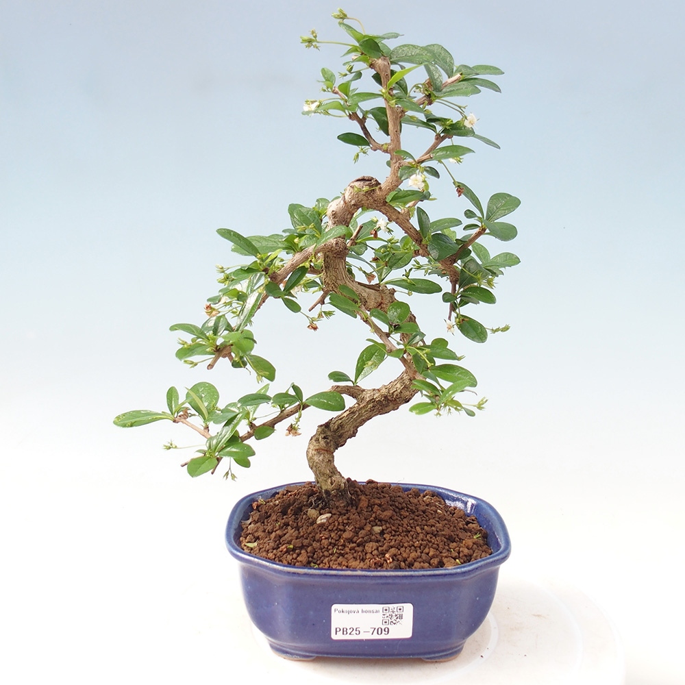 Indoor bonsai - Carmona macrophylla - Fuki tea