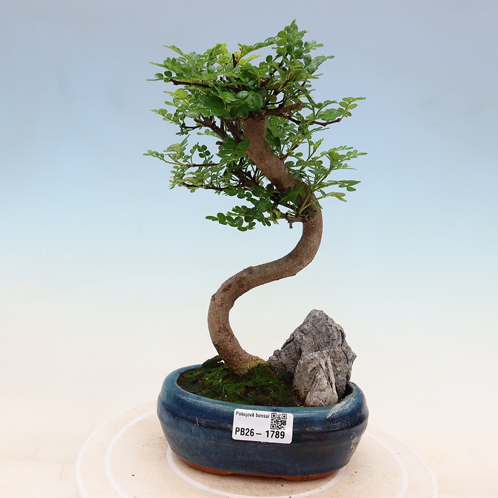 Zimmer Bonsai - Zantoxylum piperitum - Pfefferbaum
