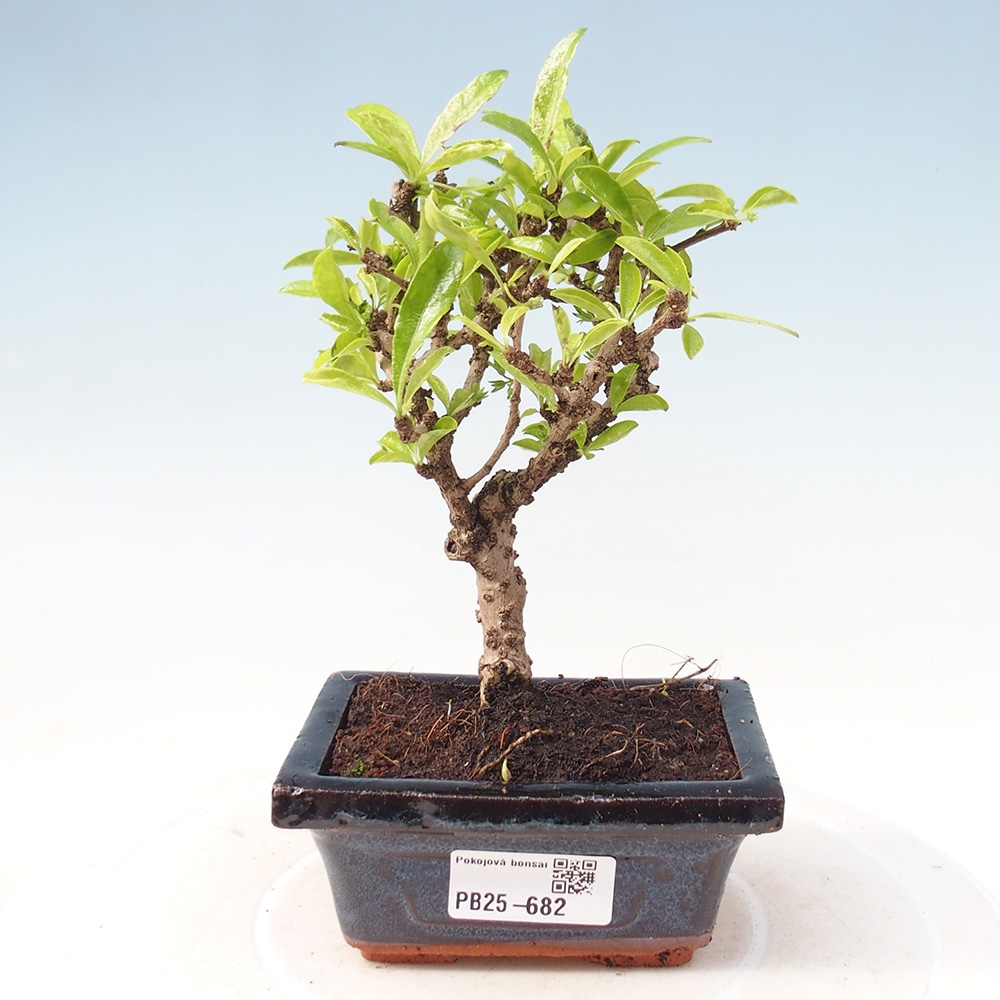 Zimmerbonsai - Carmona Macrophylla - Fuki-Tee
