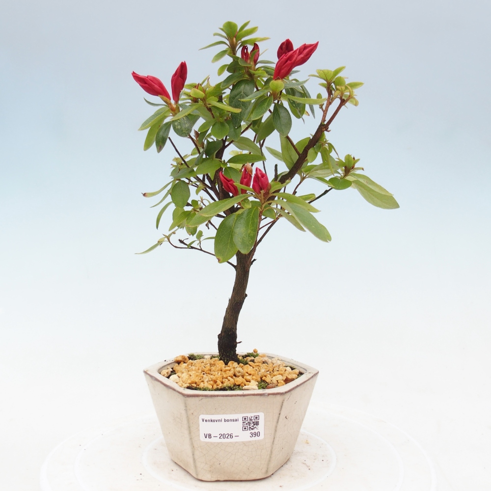 Bonsai für draußen - Japanische Azalee - Azalea sp.