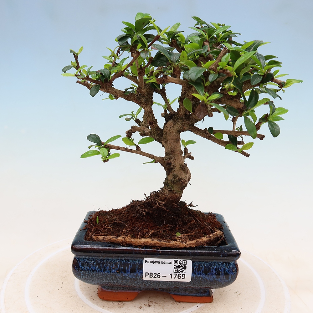 Zimmer-Bonsai - Carmona macrophylla - Tee-Fuki