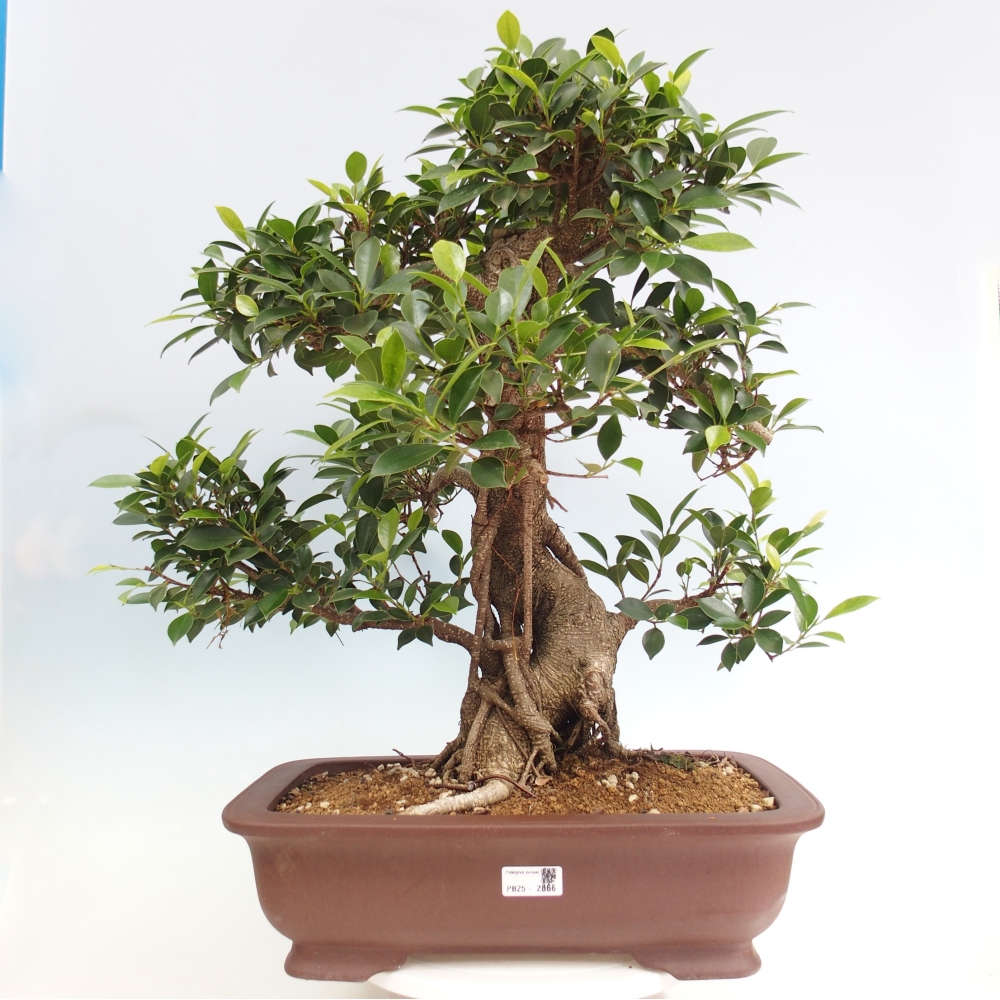 Zimmerbonsai - Ficus kimmen - kleinblättriger Ficus - NUR PERSÖNLICHE ABHOLUNG oder Palettentransport