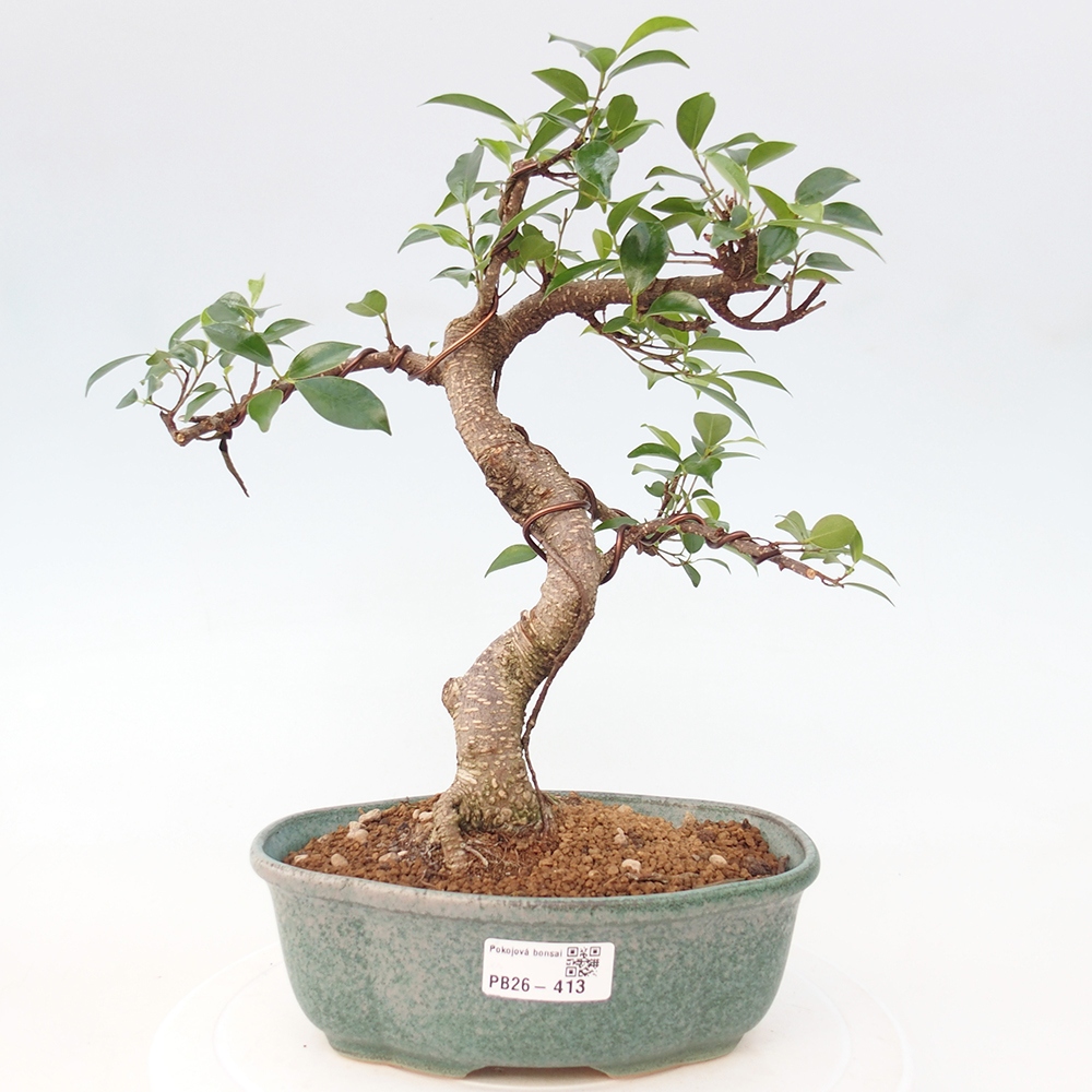 Zimmerbonsai - Ficus retusa - Kleinblättriger Ficus