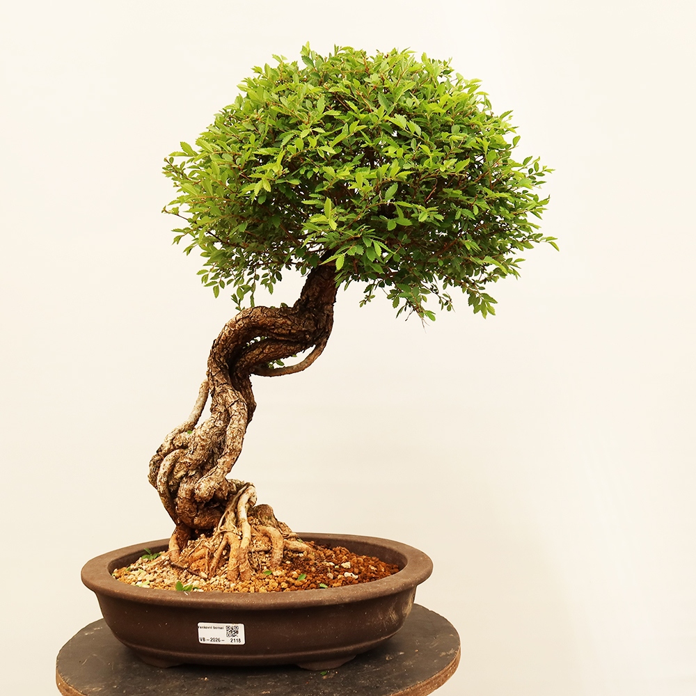 Bonsai im Freien - Zelkova - Zelkova NIRE