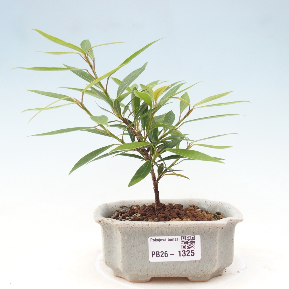 Zimmerbonsai - Ficus nerifolia - Kleinblättriger Ficus