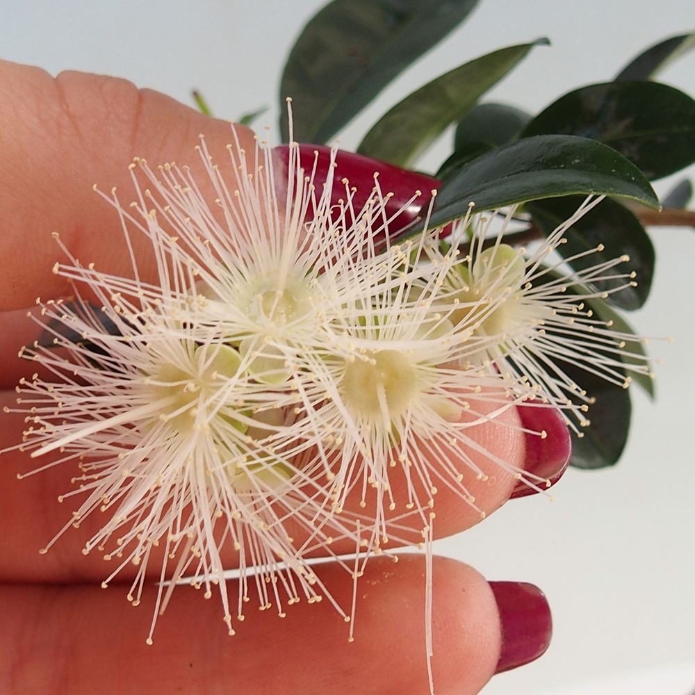 Indoor Bonsai - Australische Kirsche - Eugenia uniflora