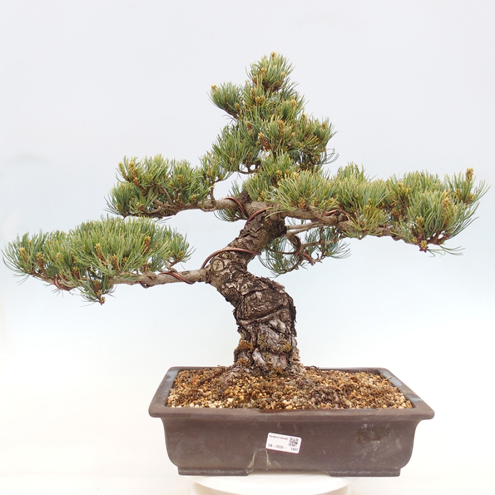 Bonsai für draußen - Pinus parviflora - Pinus parviflora