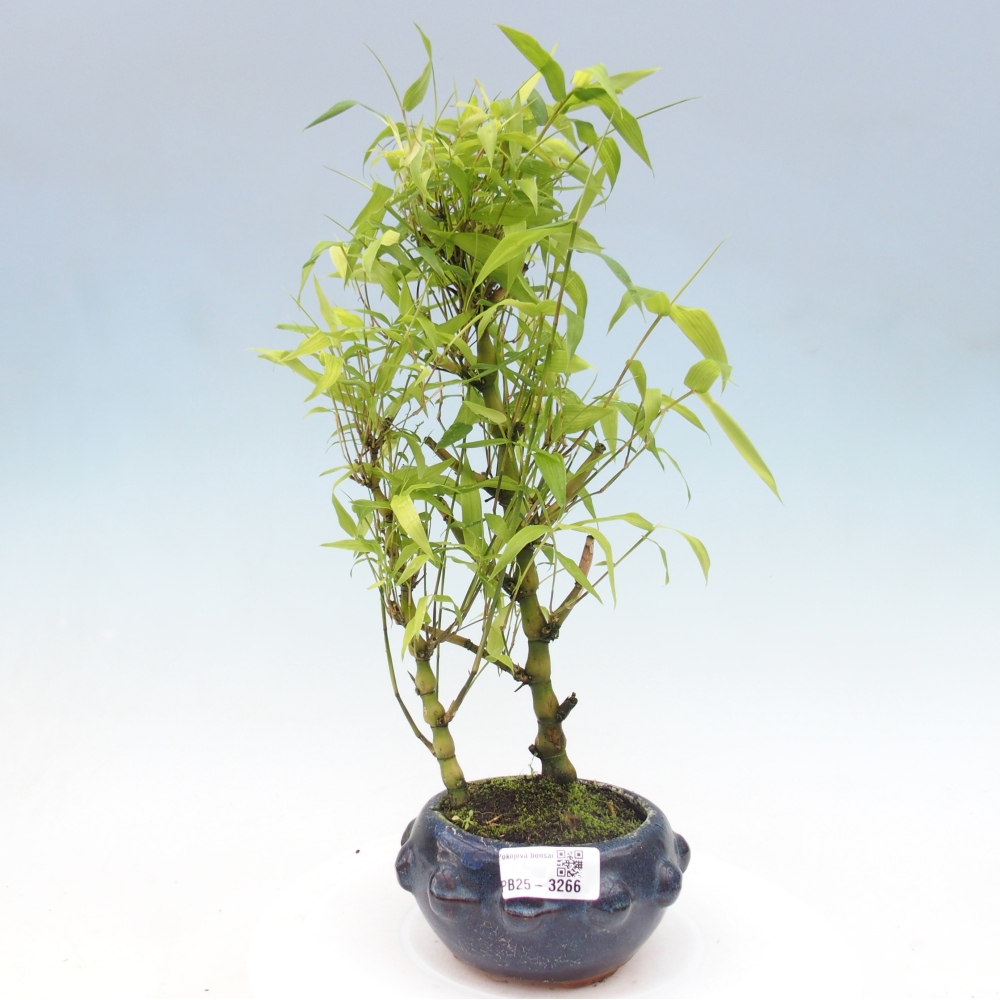 Zimmer Bonsai - Bambus budha-Bambus budha bauch