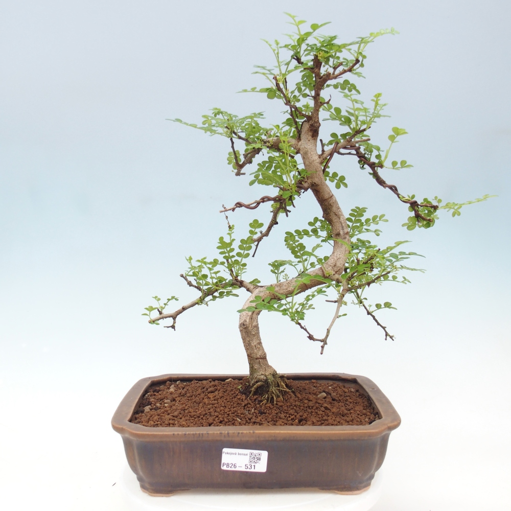 Zimmer Bonsai - Zantoxylum piperitum - Pfefferbaum