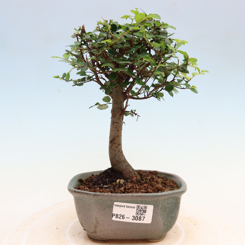 Zimmerbonsai - Ulmus parvifolia - Kleinblättrige Ulme