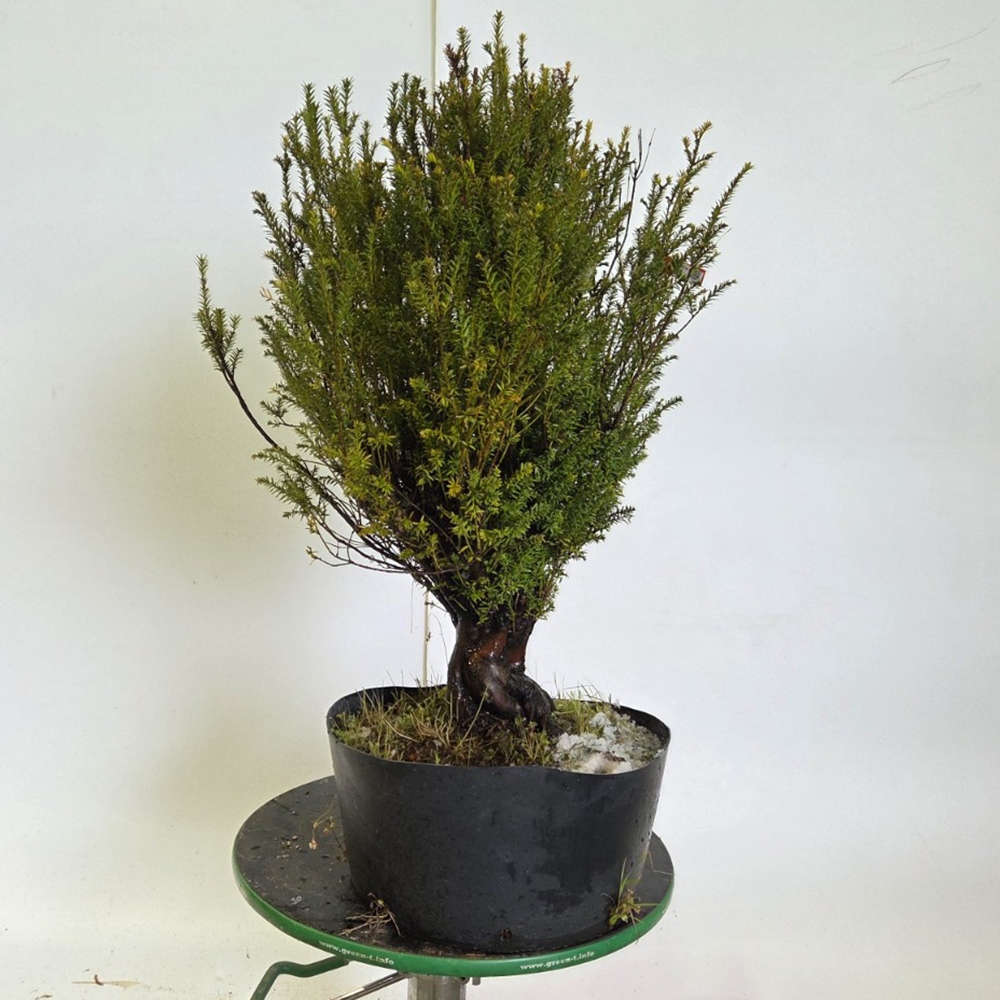 Freiland-Bonsai Japanische Eibe - Taxus cuspidata