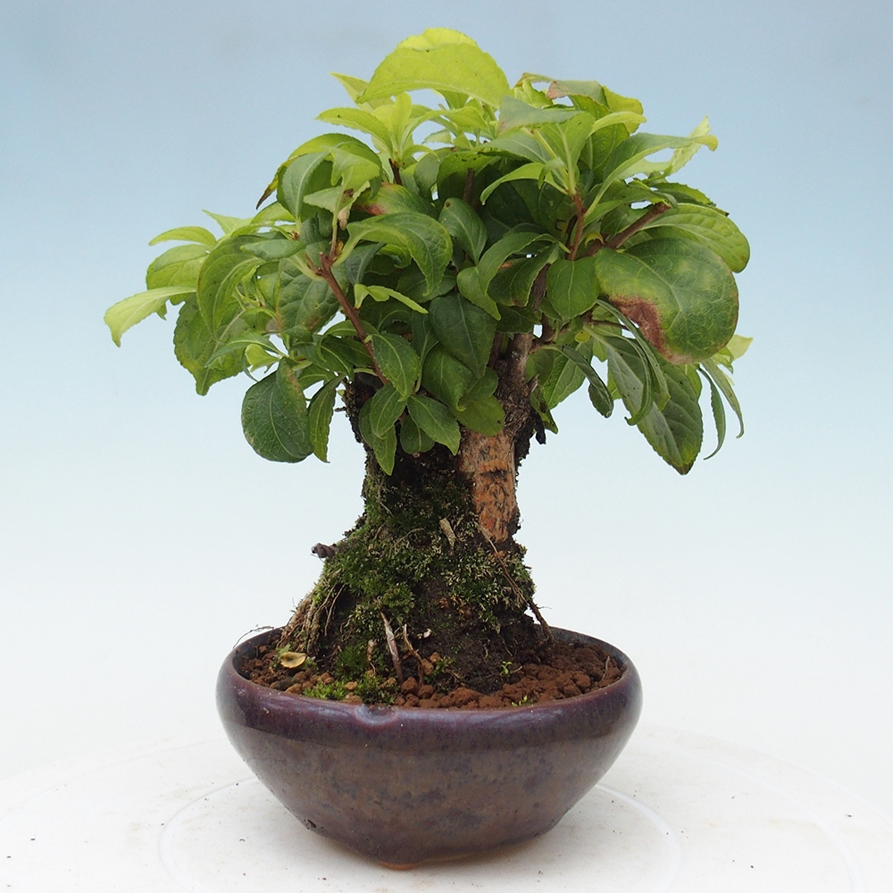 Outdoor-Bonsai - Celastrus Jesenec