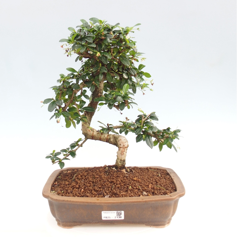 Zimmer Bonsai - Carmona macrophylla - Tea Fuki
