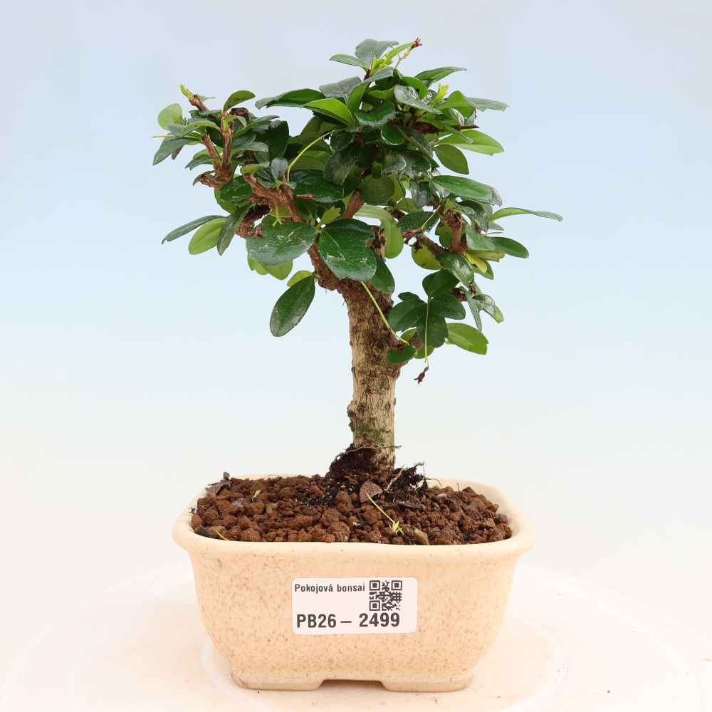 Zimmer-Bonsai - Carmona macrophylla - Tee-Fuki