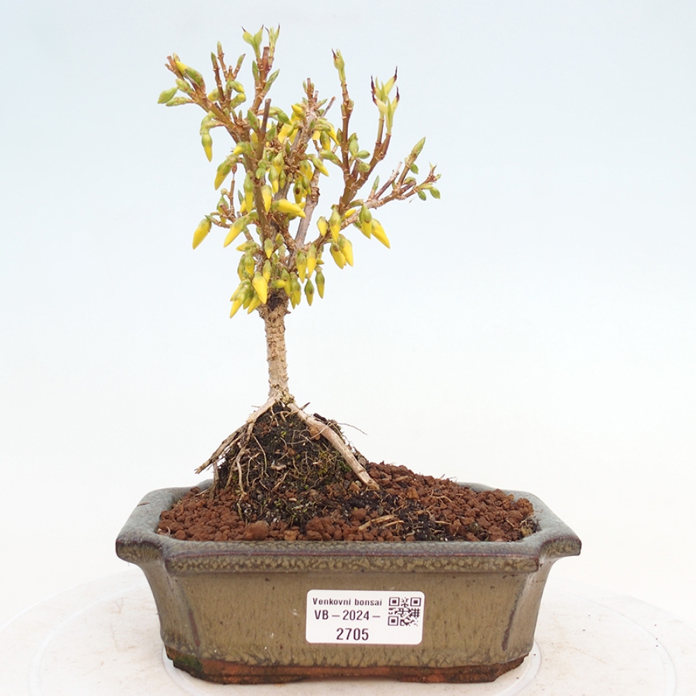 Bonsai im Freien - Forsythie - Forsythia intermedia 