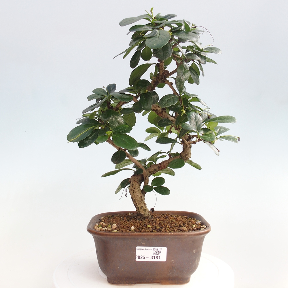 Zimmer Bonsai - Carmona macrophylla - Tea Fuki