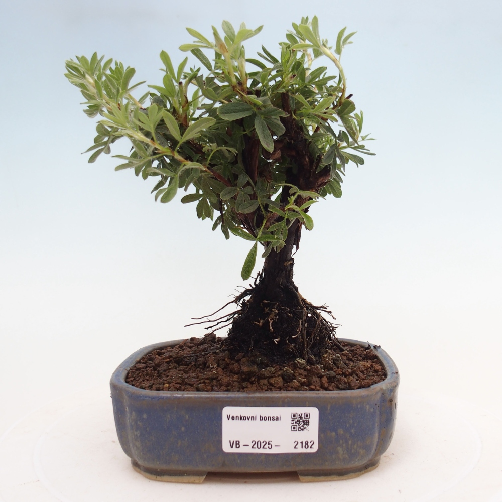 Outdoor-Bonsai-Fingerkraut - Potentila fruticosa gelber Vogel