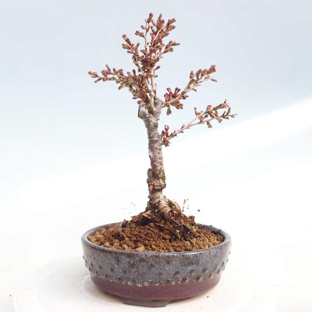 Bonsai für draußen - Prunus incisa Kojou-no mai-Plivon ausgeschnitten