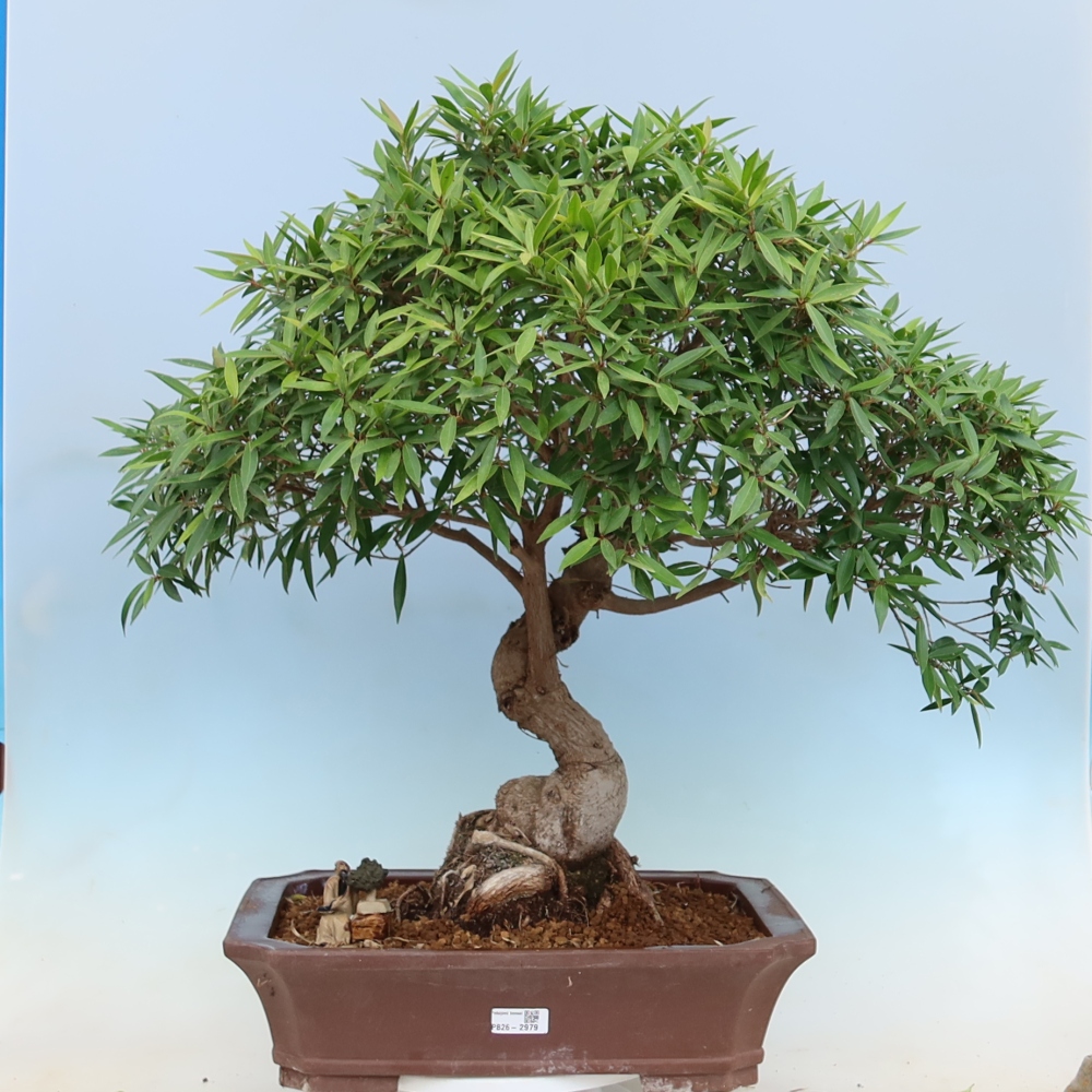 Zimmerbonsai - Ficus nerifolia - Kleinblättriger Ficus