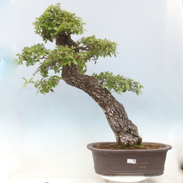 Korkeiche - e-bonsai.de