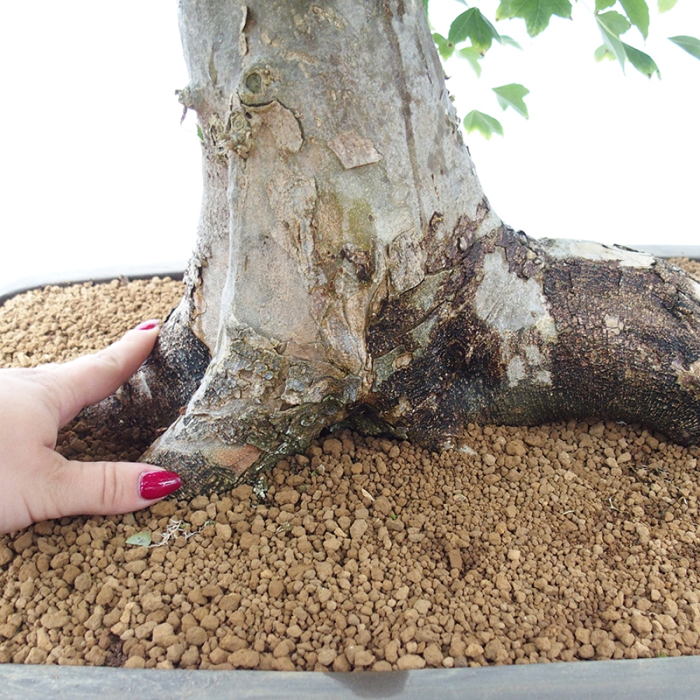 Bonsai im Freien - Ahorn Buergerianum - Burger Maple