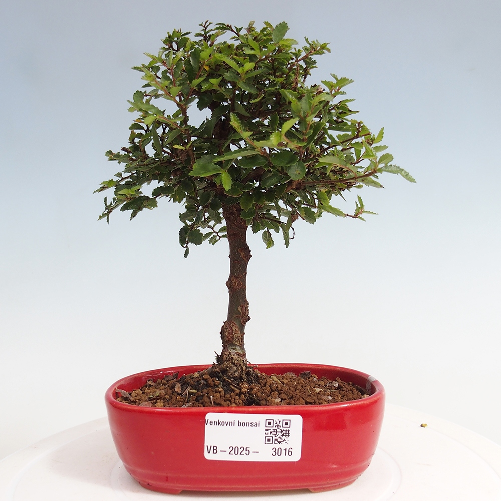 Bonsai im Freien - Ulmus parvifolia Sagei - Kleinblättrige Ulme