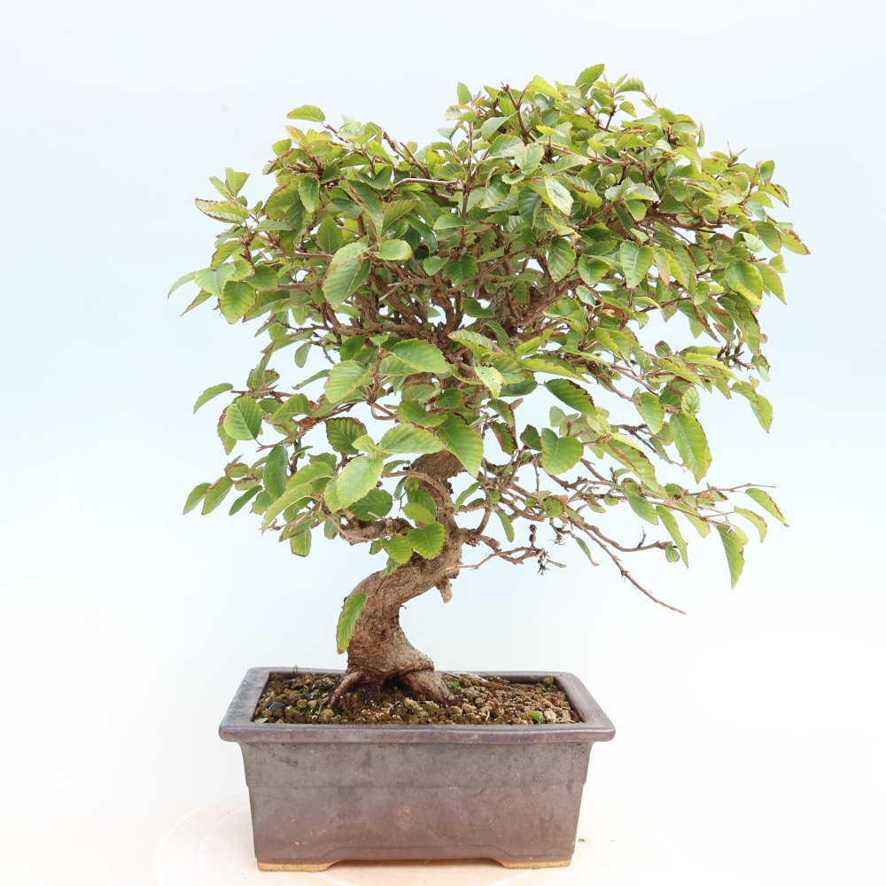 Bonsai für draußen -Carpinus CARPINOIDES - Koreanische Hainbuche