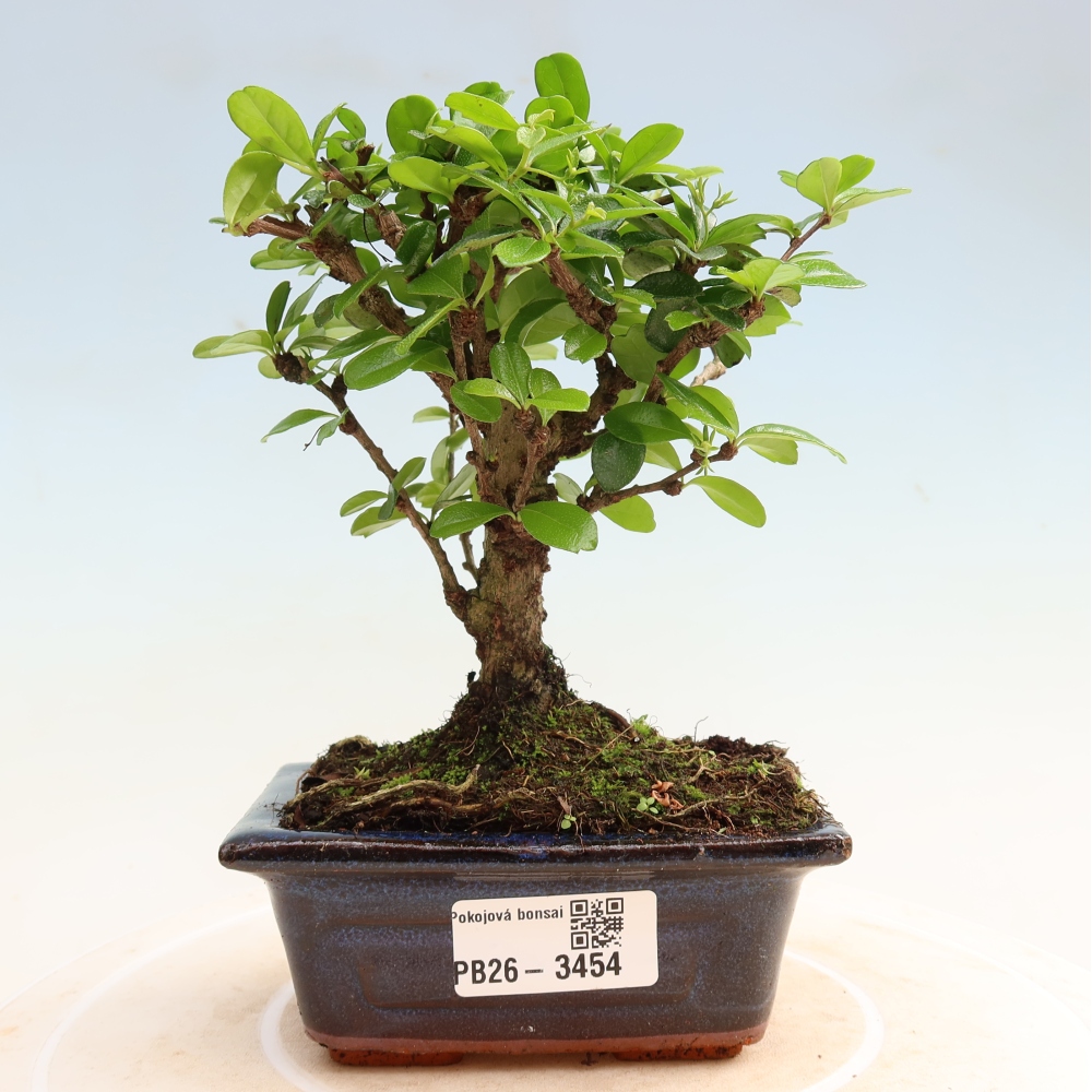 Zimmer-Bonsai - Carmona macrophylla - Tee-Fuki