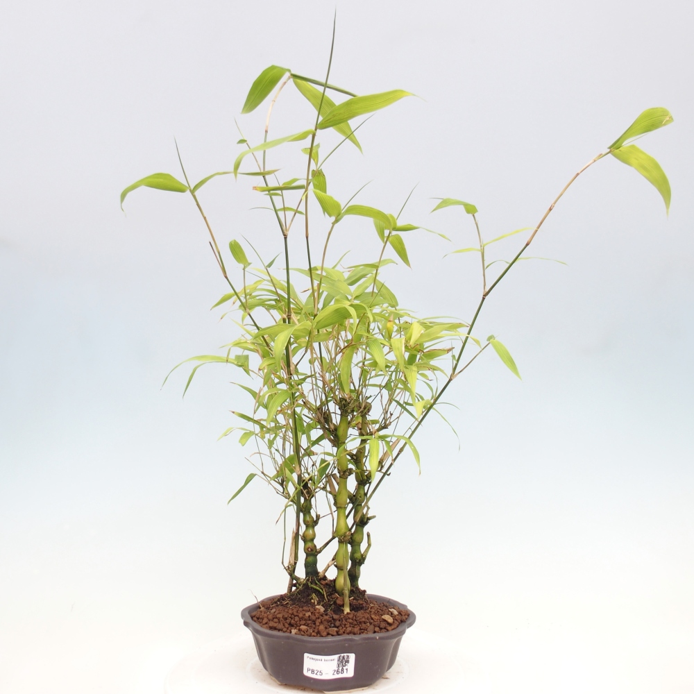 Zimmerbonsai - Bambus-Buddha-Bambus-Buddha-Bauch