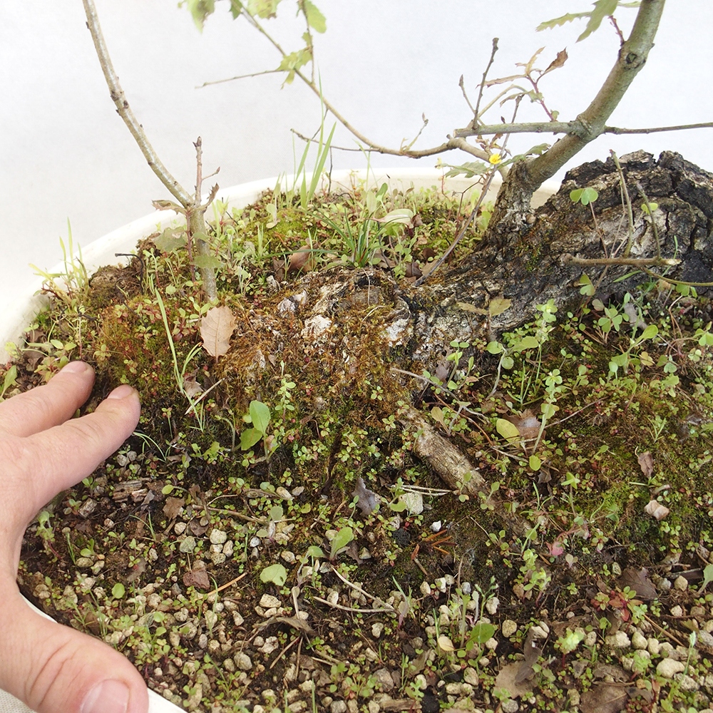 Freilandbonsai Quercus Cerris - Eiche Cer