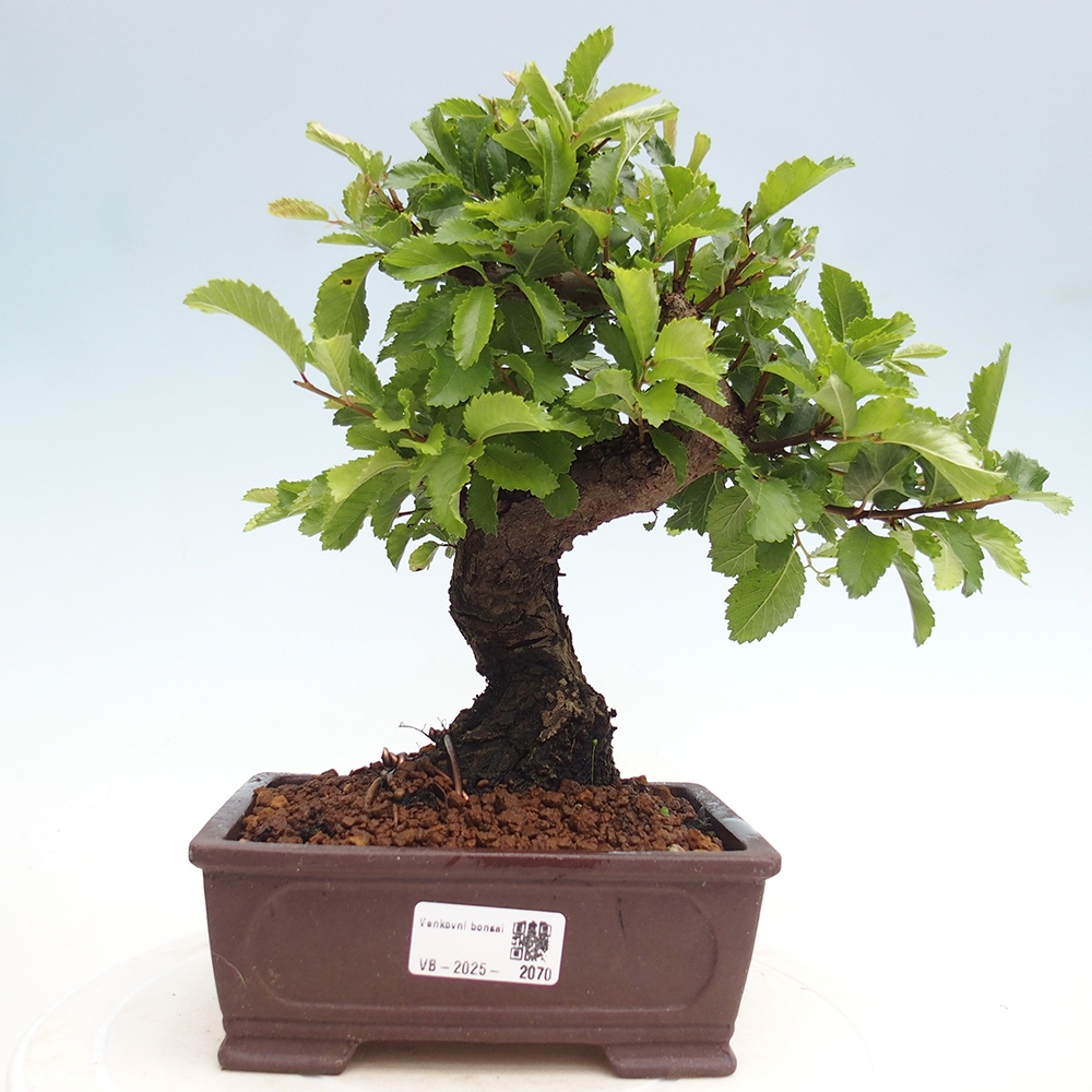 Bonsai im Freien - Zelkova - Zelkova NIRE