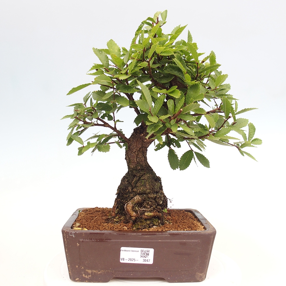 Bonsai im Freien - Zelkova - Zelkova serrata