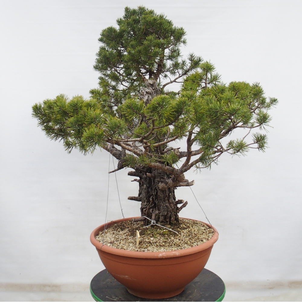 Yamadori - Pinus sylvestris Spanien