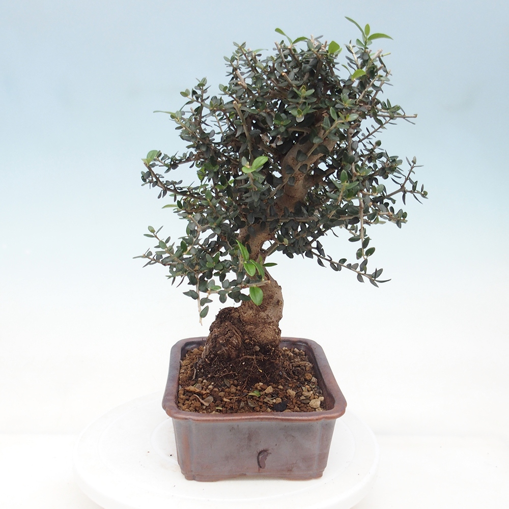 Zimmerbonsai - Olea europaea sylvestris