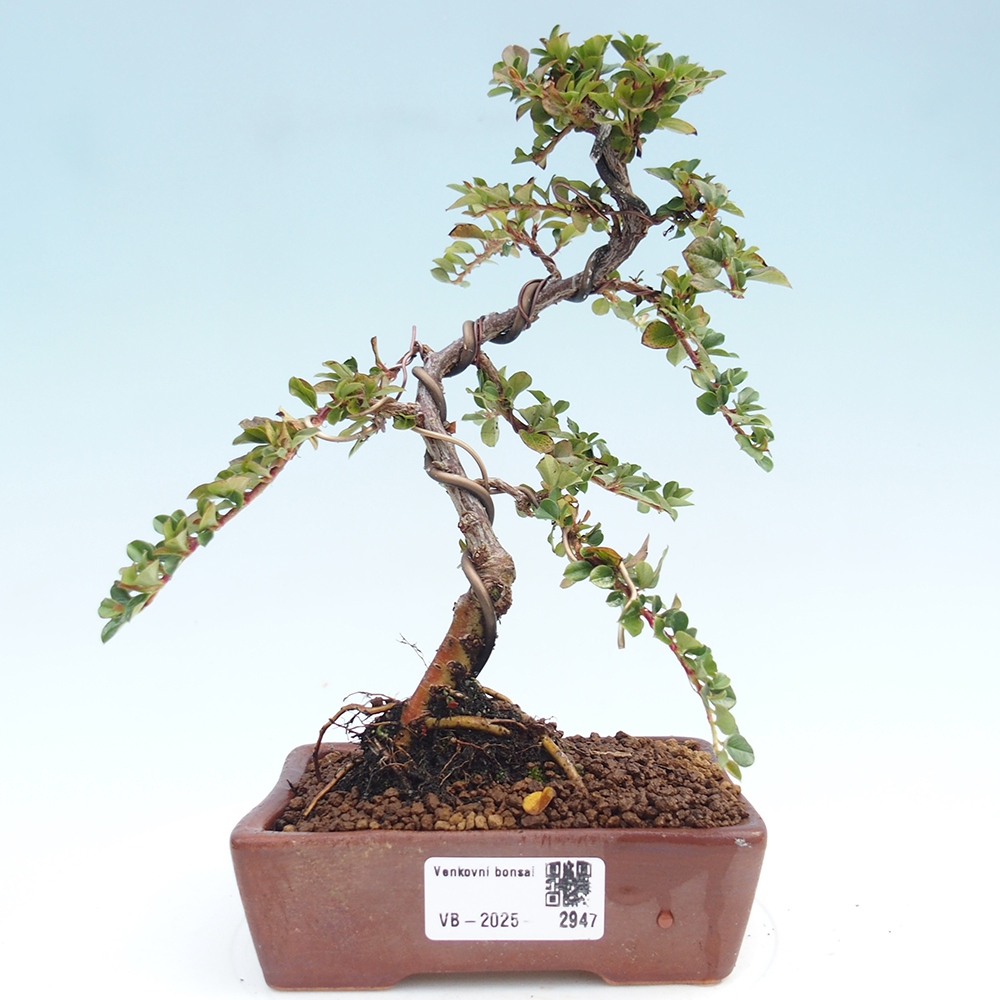 Bonsai im Freien - Cotoneaster horizontalis - Felsenbaum