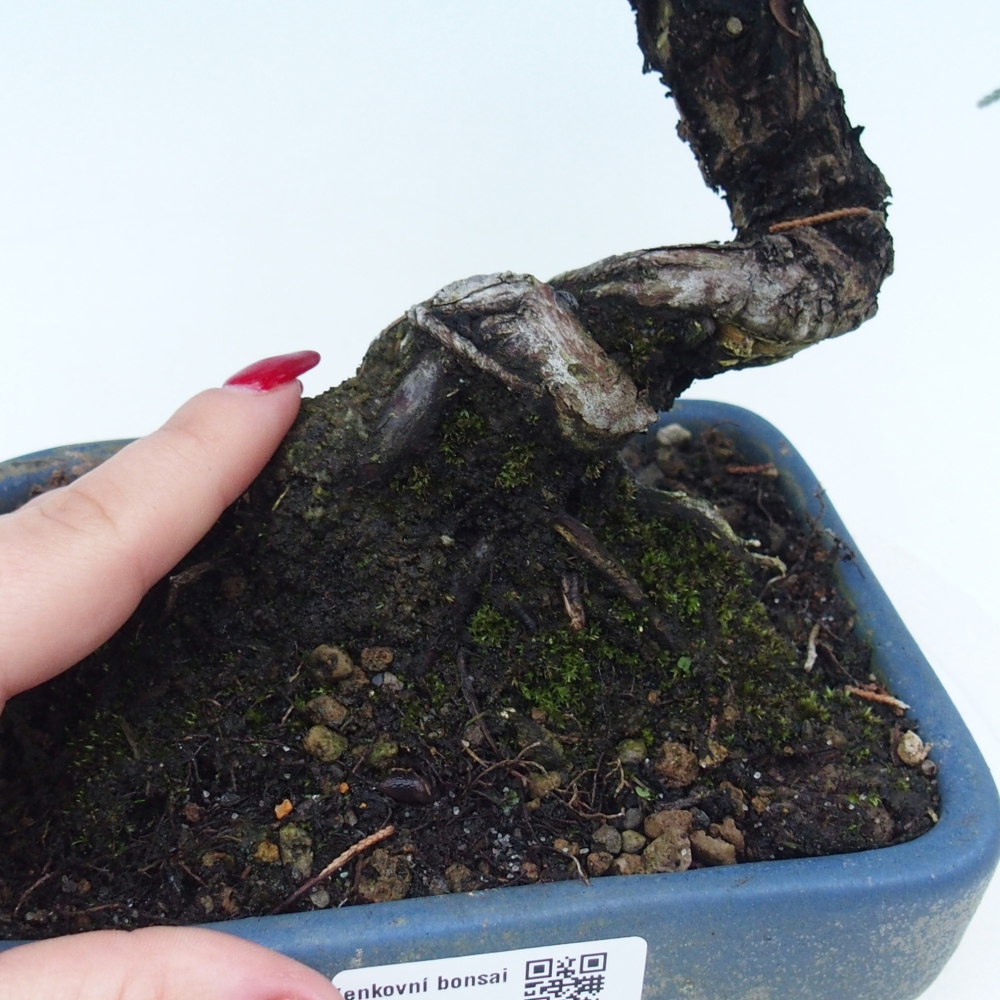Outdoor-Bonsai - Juniperus chinensis Kishu - Chinesischer Wacholder