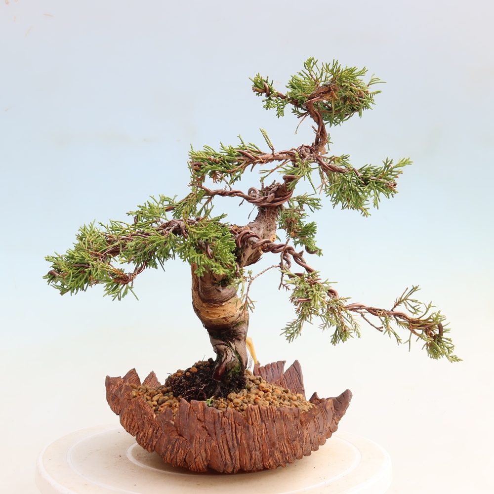 Bonsai für draußen - Juniperus chinensis Itoigawa-Juniperus chinensis