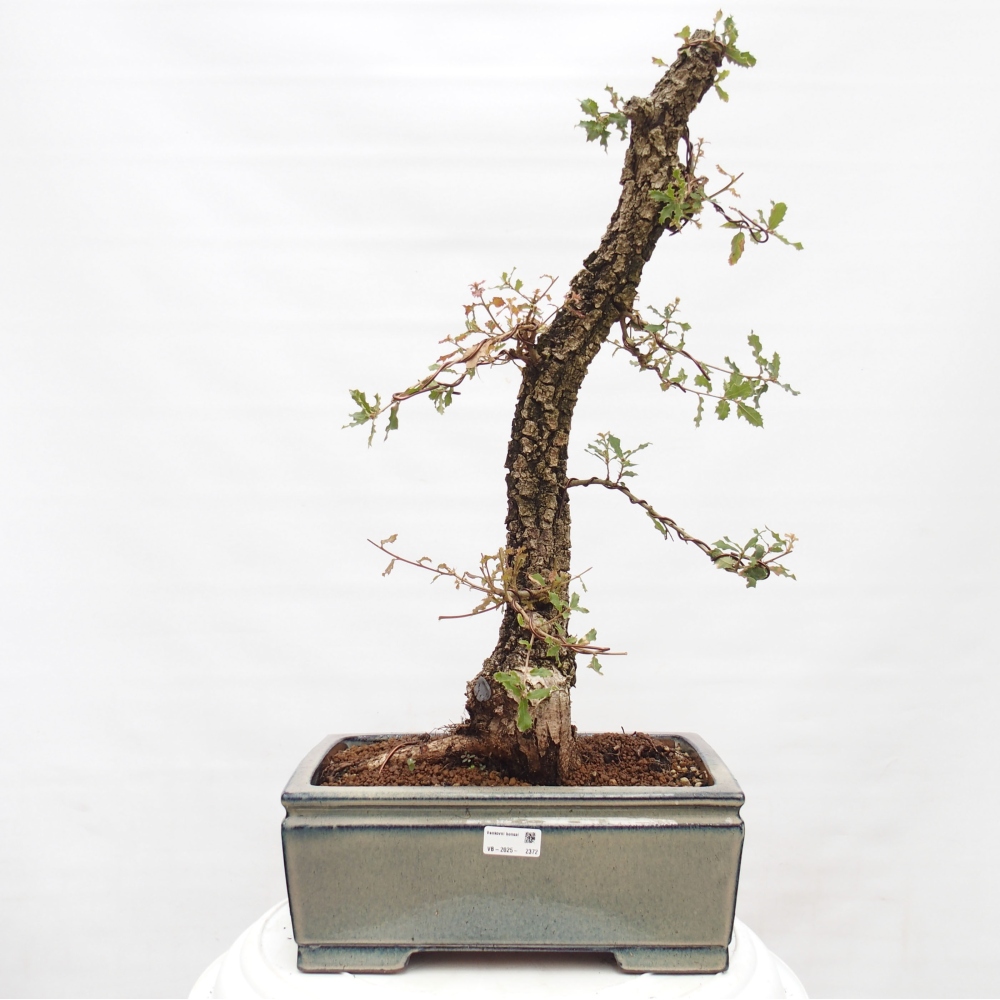 Yamadori - Quercus Ilex - Steineiche