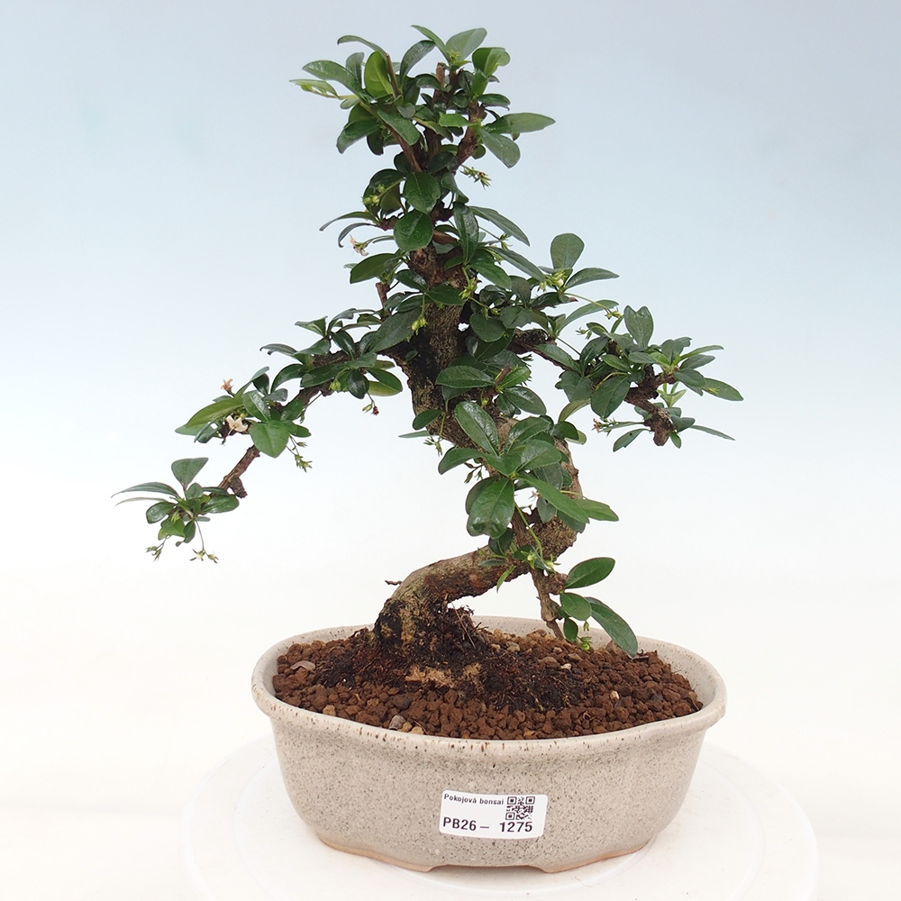 Zimmer-Bonsai - Carmona macrophylla - Tee-Fuki