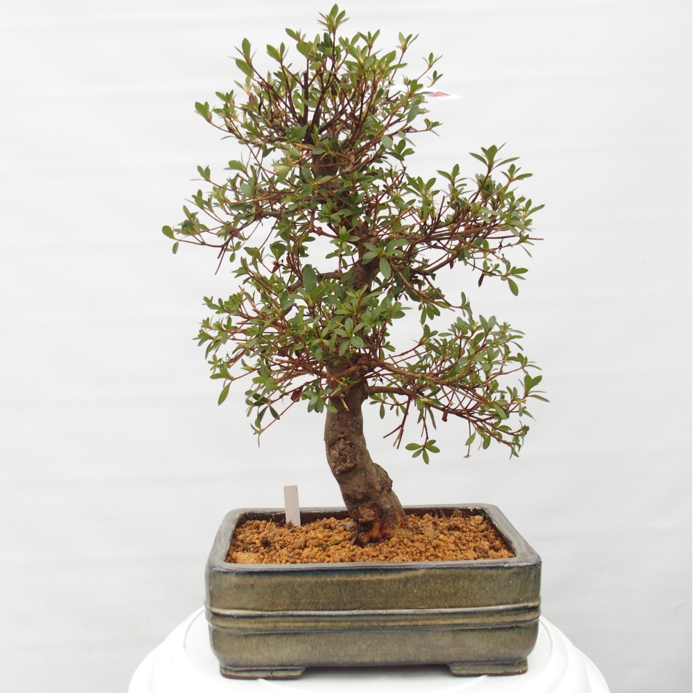 Bonsai für draußen - Japanische Azalee - Azalea Rin