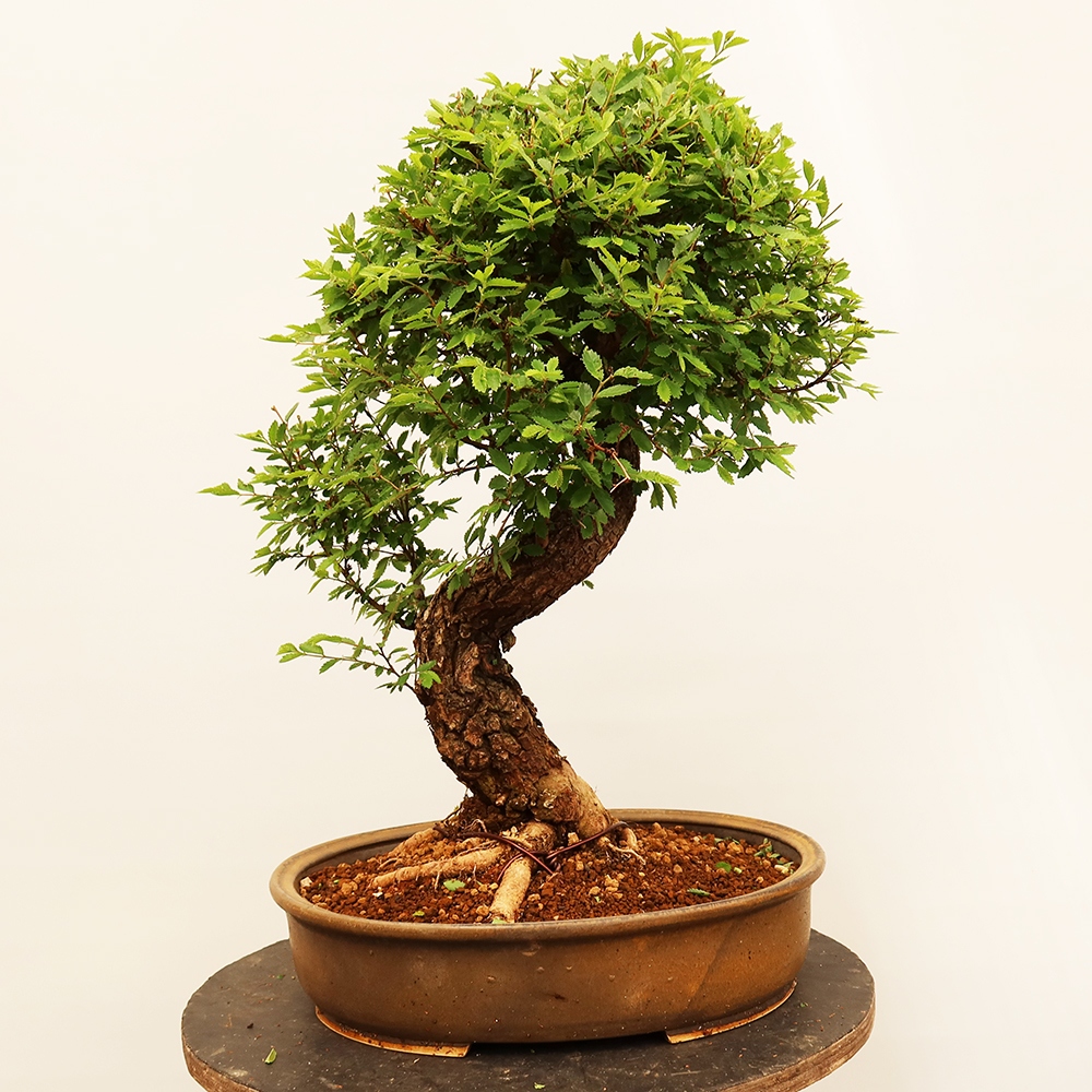 Bonsai im Freien - Zelkova - Zelkova NIRE
